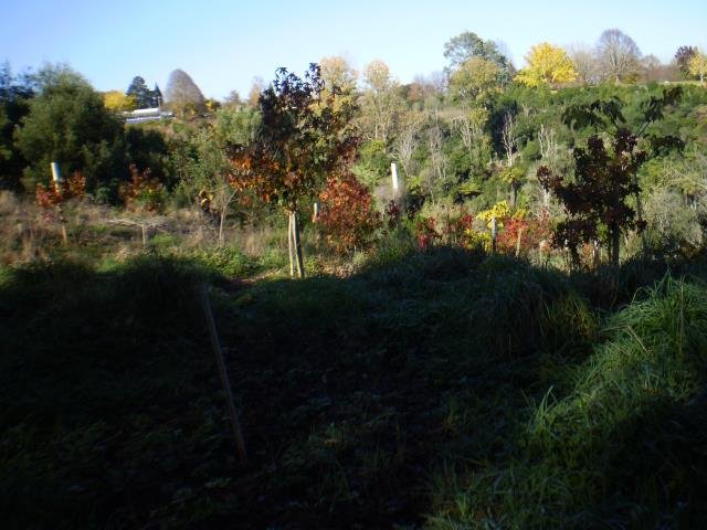 LSP- the beginning, 2008-11 Cambridge Tree Trust